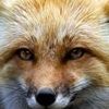 sandiefox